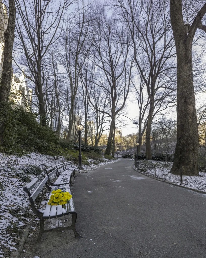 Poszter 40x50cm Egy csokor sárga virág egy padon a parkban, Assaf Frank