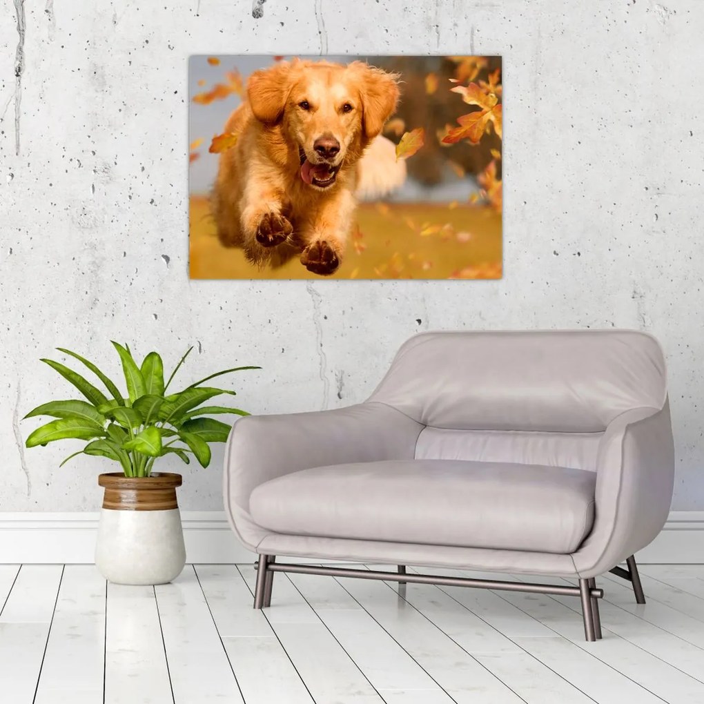 Üveg kép - Golden Retriever (70x50 cm)