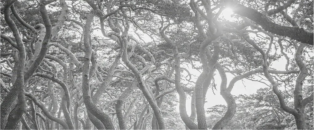 Stílusos Dekoratív Fotótapéta Flizelin Klíma erdő 250x104 Ragasztó