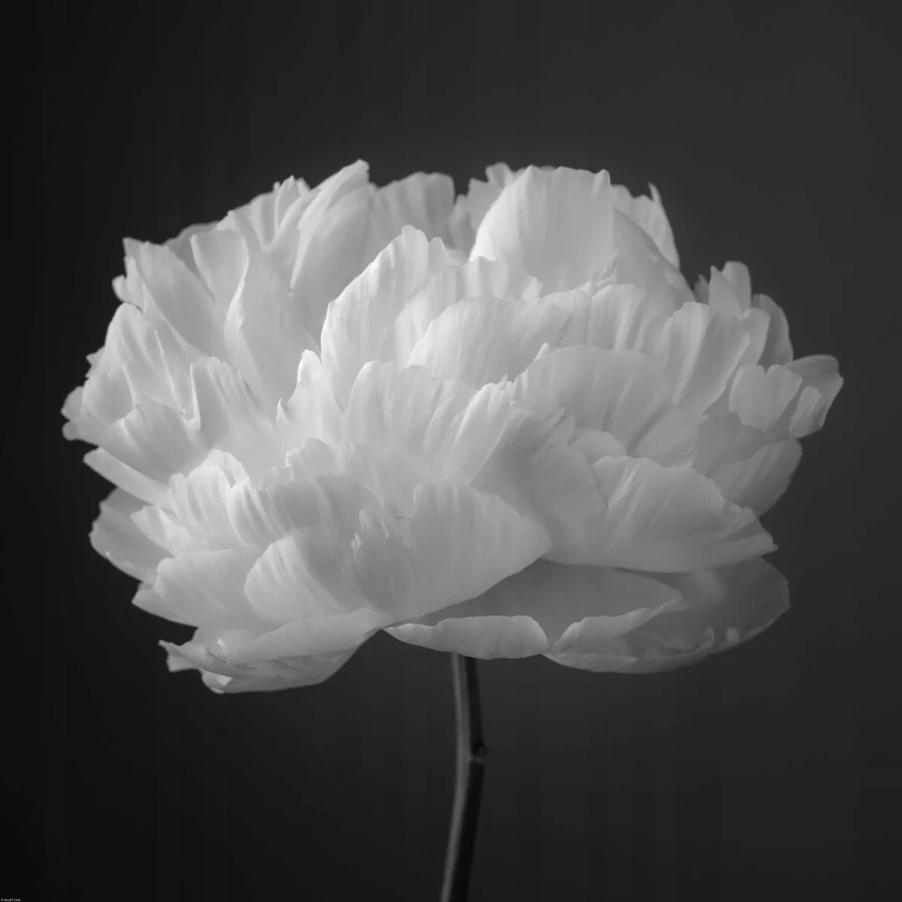 Poszter 80x80cm Bazsarózsa virág 2, Assaf Frank