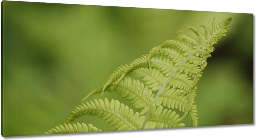 Vászonkép 115x55 Páfrányok Erdő Zöld levél