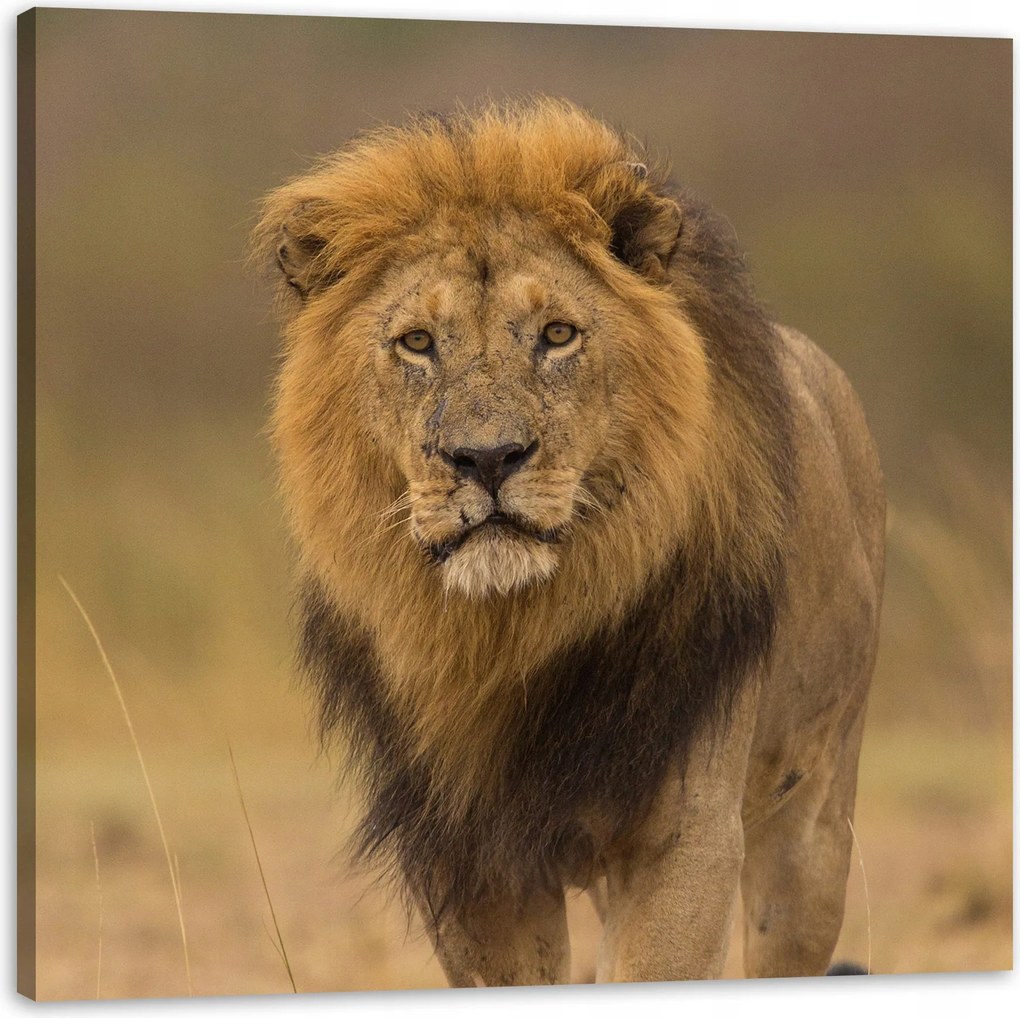 Vászonkép Oroszlán Természet Szavanna Vaddisznó 80X80 cm Ideális ajándék