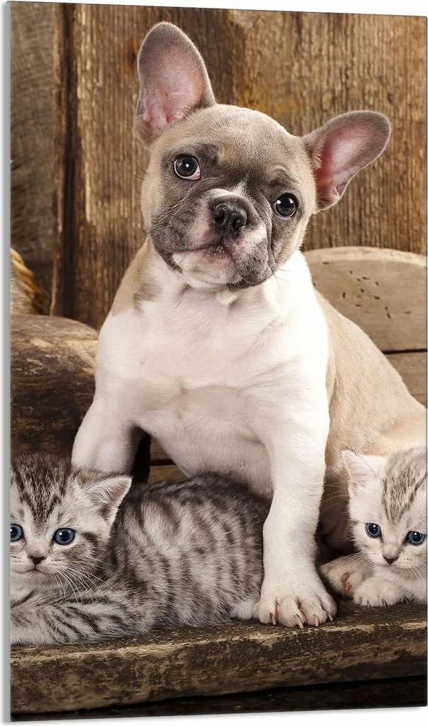 Üveg Vágódeszka 30x52 Kutya a Konyhába