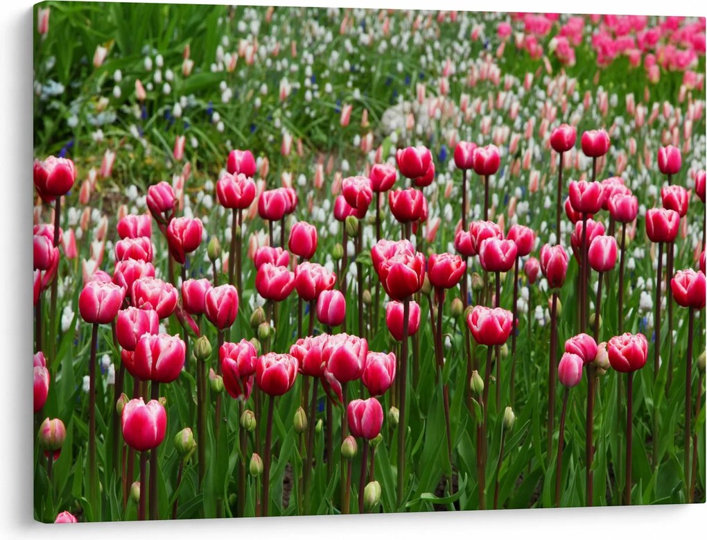 Tulipán képe (70x50 cm)