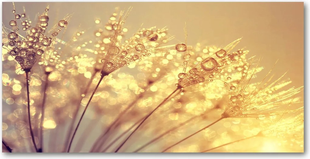 Konyhai panel Pitypang mag 100x50 cm Ragasztó