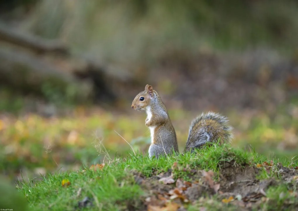 Poszter 42x29,7cm Mókus a fűben, Assaf Frank