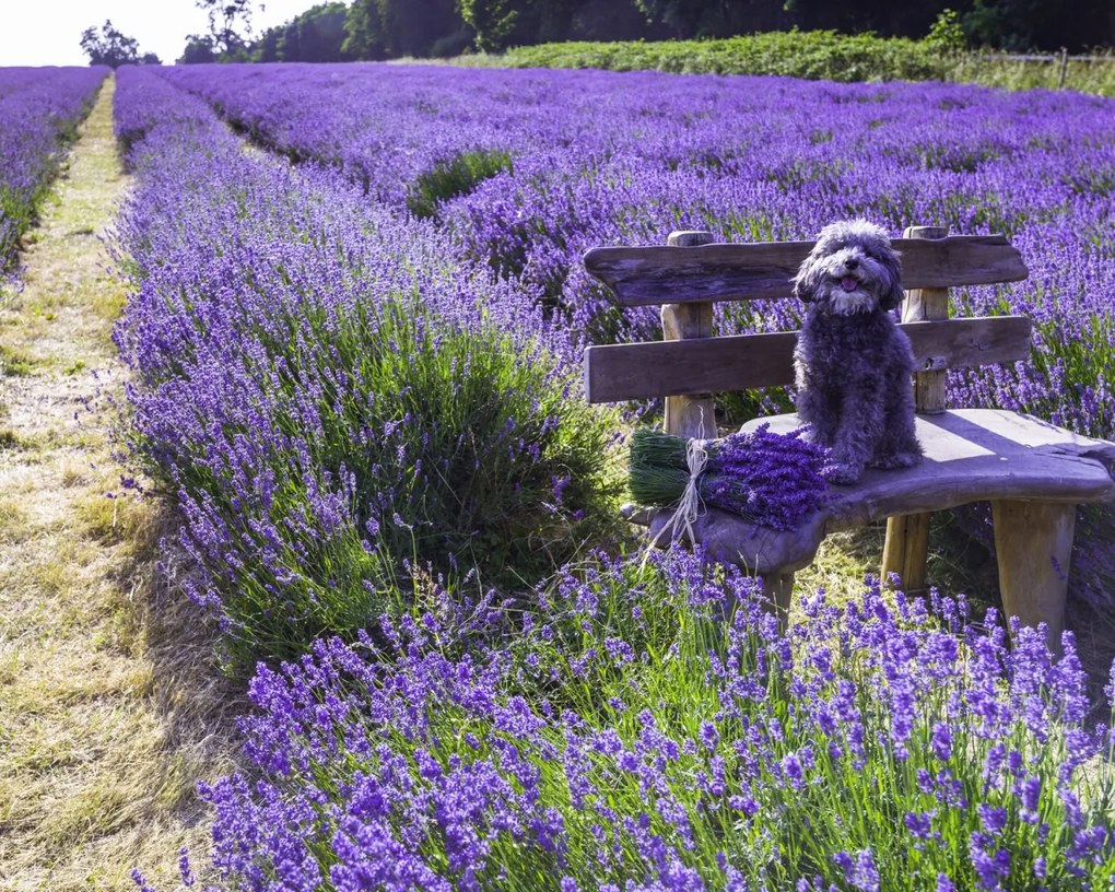 Poszter 50x40cm Kutya a padon a levendulamezőn, Assaf Frank