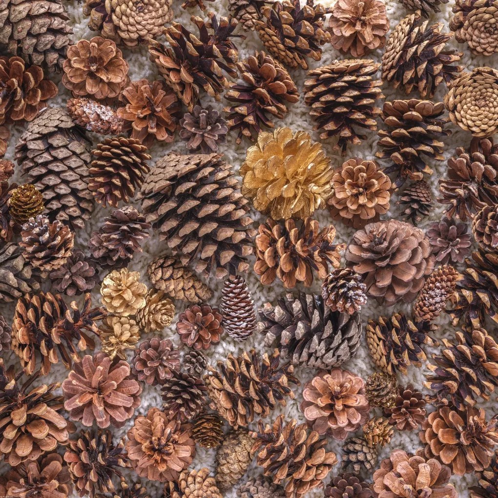 Poszter 70x70cm Fenyőtoboz, Assaf Frank