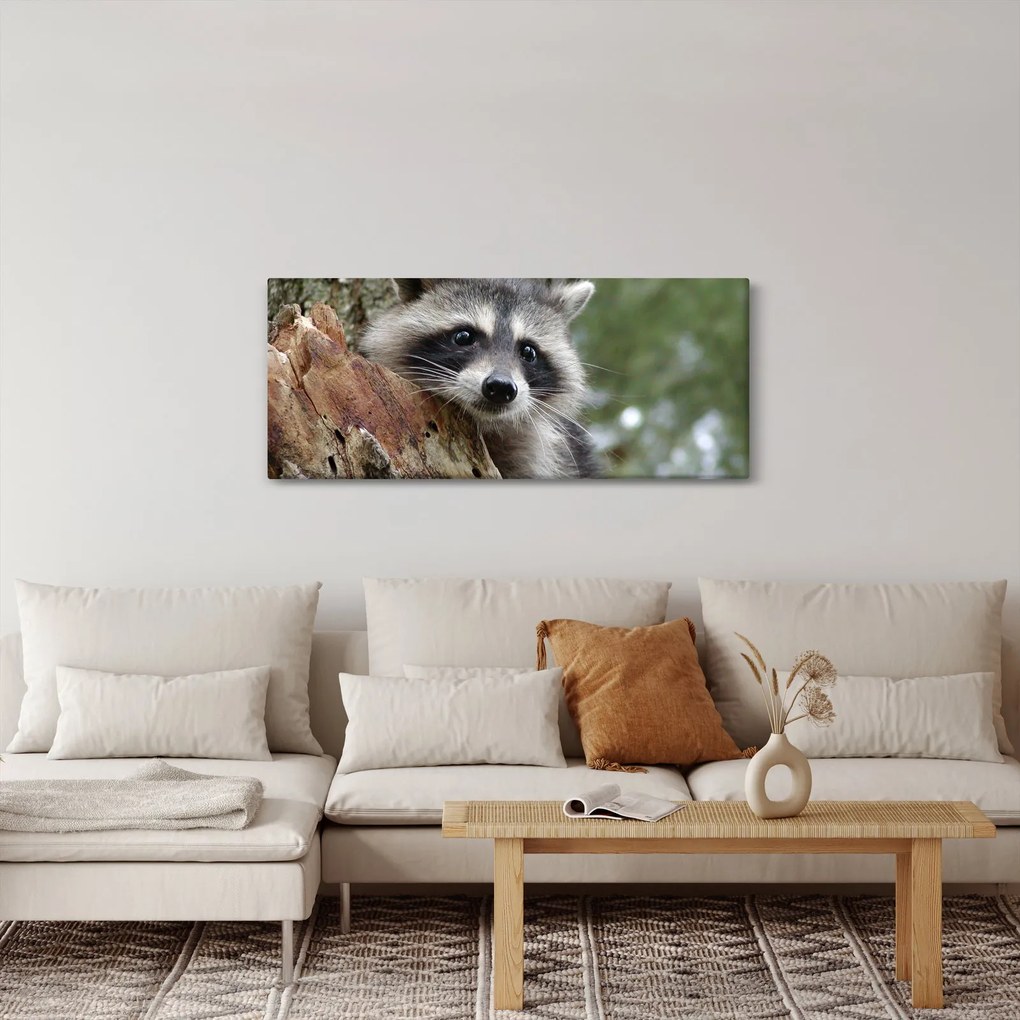 Egy mosómedve képe (120x50 cm)