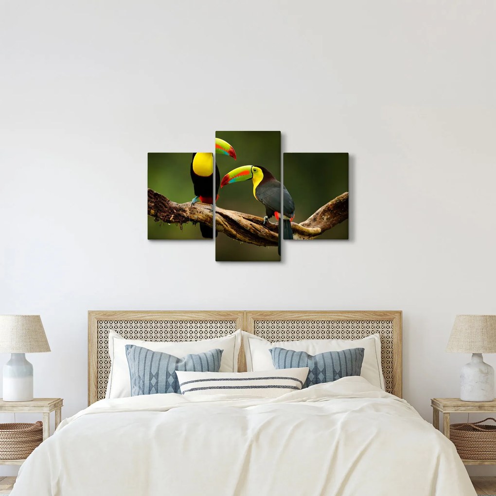 Ülő tukánok képe, Costa Rica (90x60 cm)