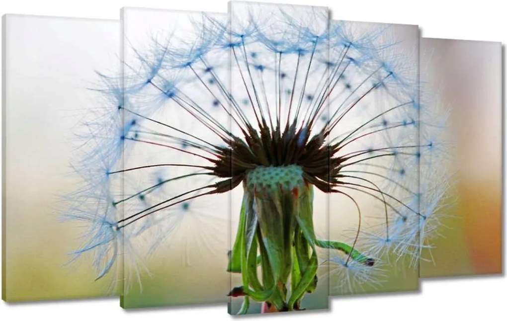 Vászonkép 100x60 Pitypang Virág Virágok