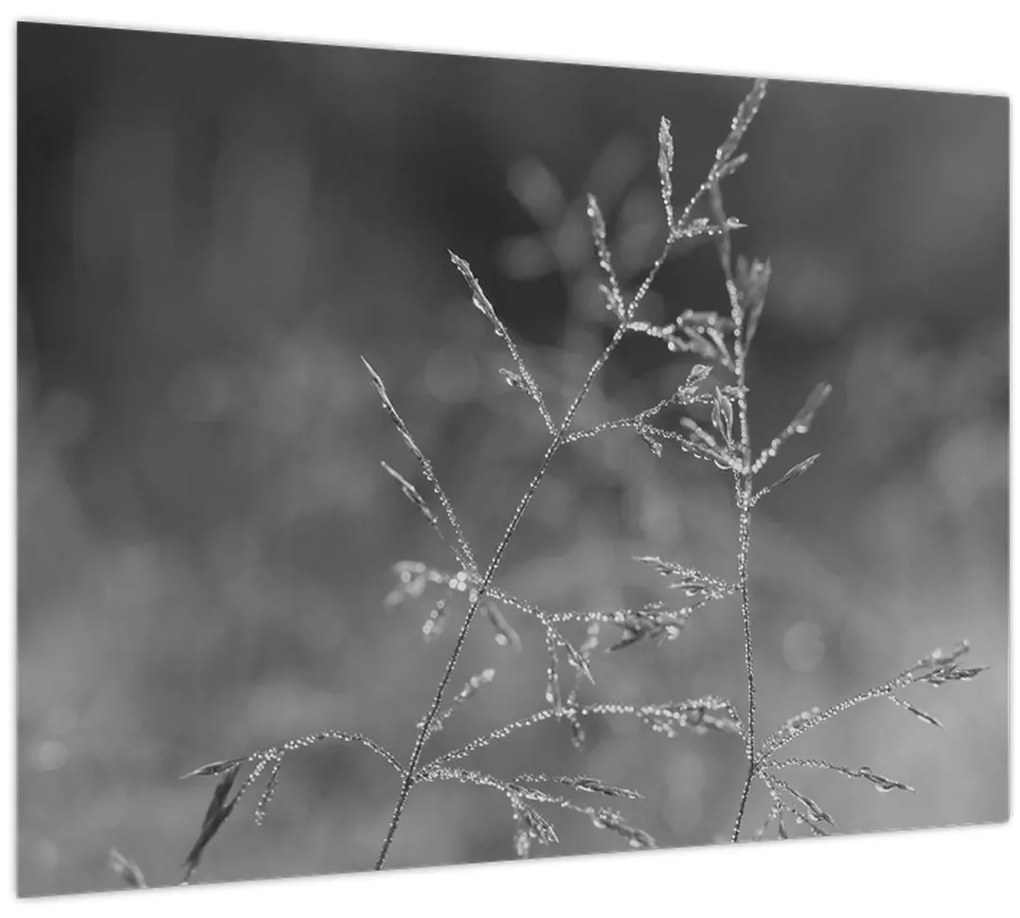 Üveg kép - Vidéki rét (70x50 cm)
