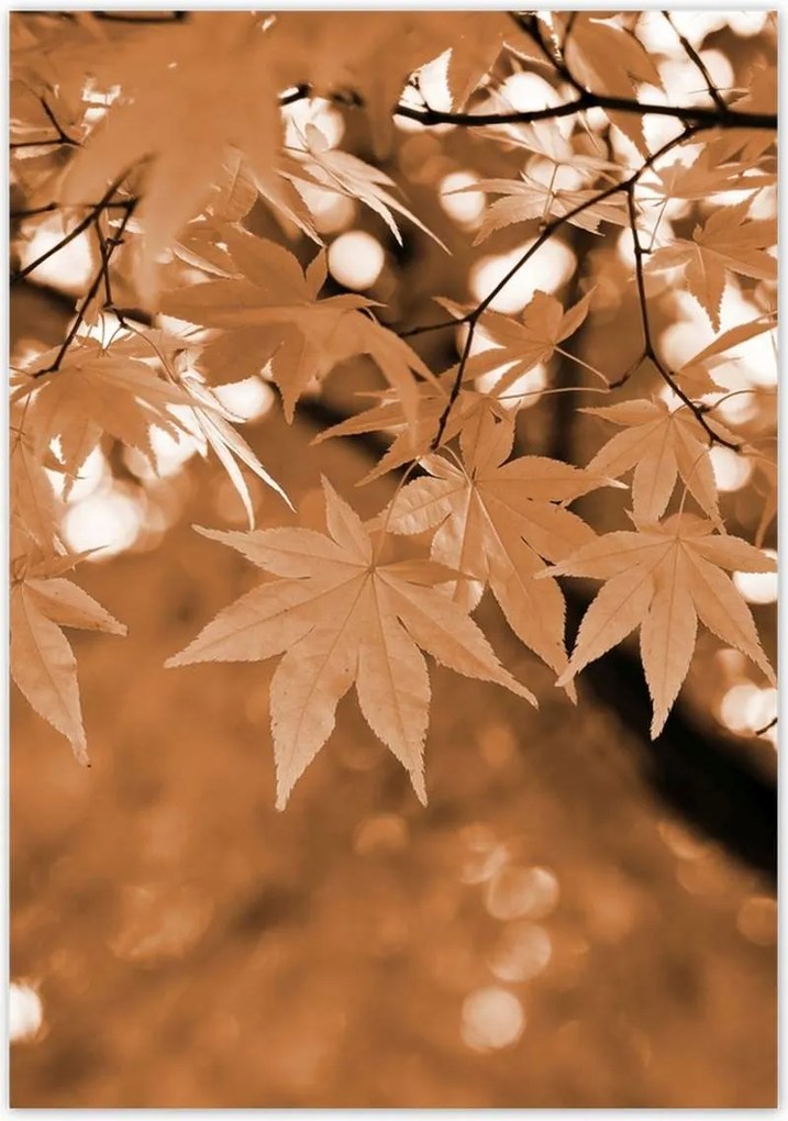 Poszterek 70x100 Szépia Őszi levelek