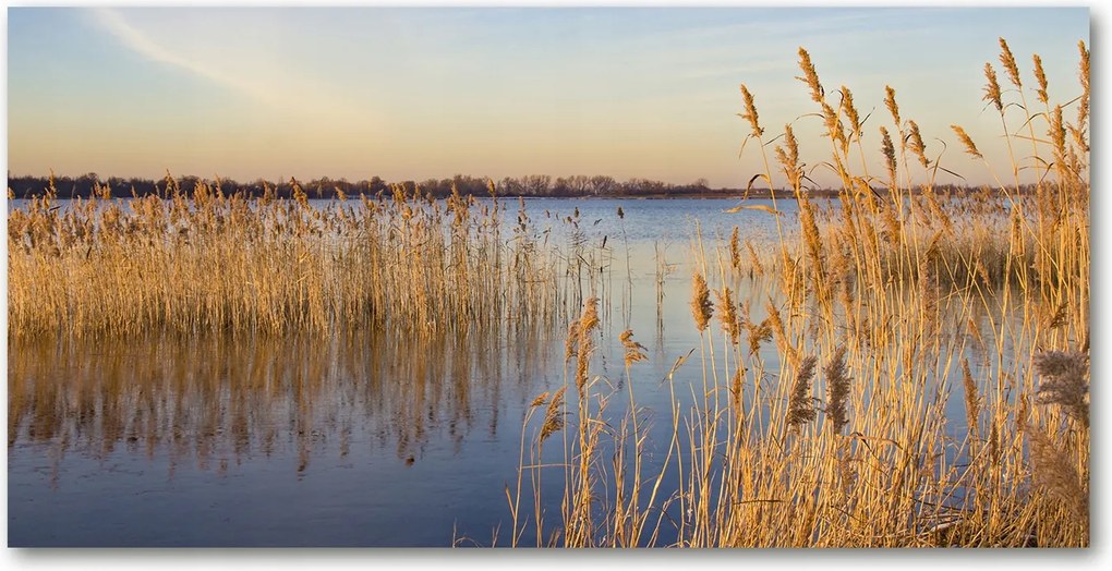 Konyhai panel Vízi nád 140x70 cm Ragasztó