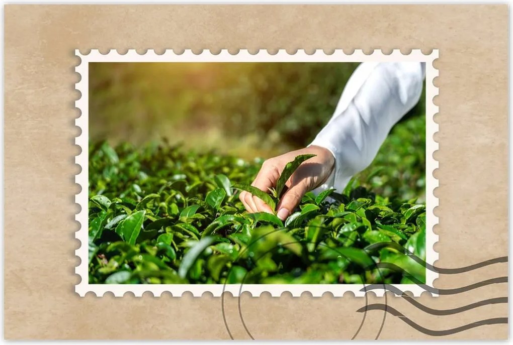 Poszterek 90x60 Tealevelek gyűjtése