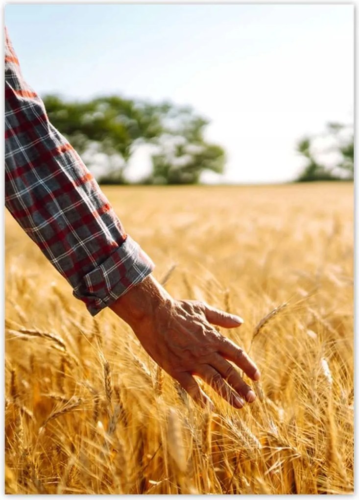 Poszterek 50x70 Séta a gazda a gabonában