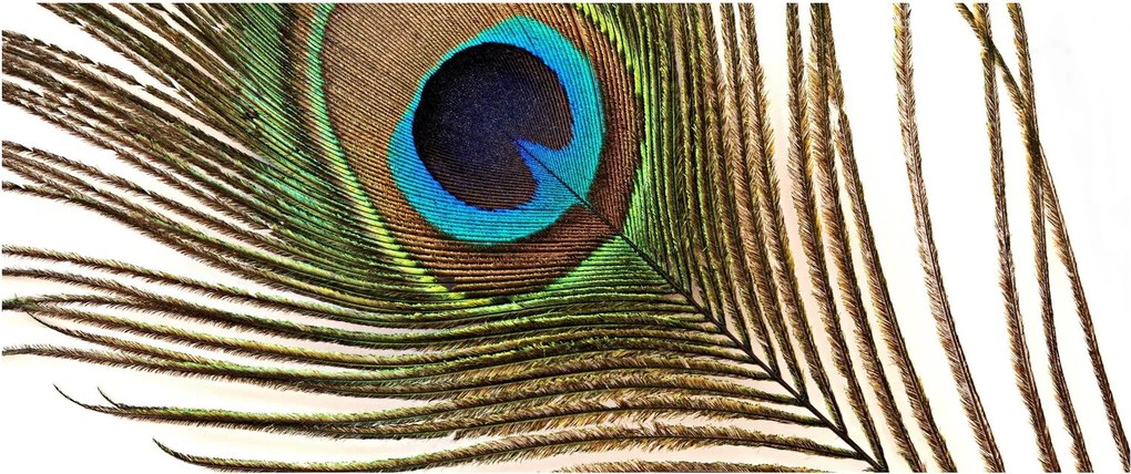 Pávatoll képe (120x50 cm)