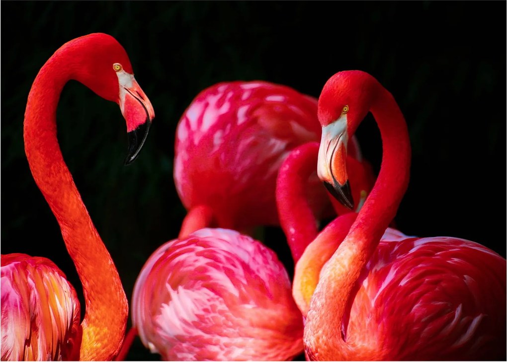 Vörös flamingók képe (70x50 cm)