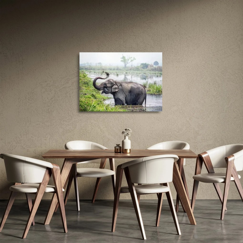 Üveg kép - Fürdőző elefánt (70x50 cm)
