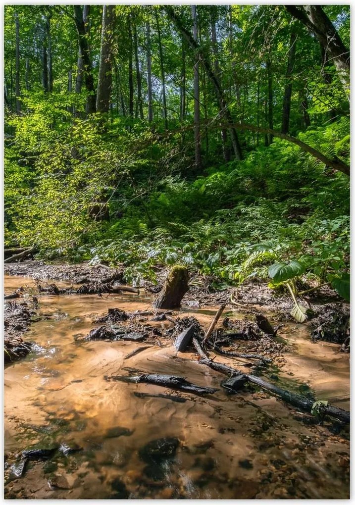 Poszterek 70x100 Folyó Trópusi erdő