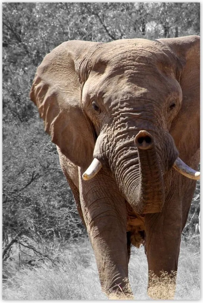 Poszterek 80x120 A nagy elefánt