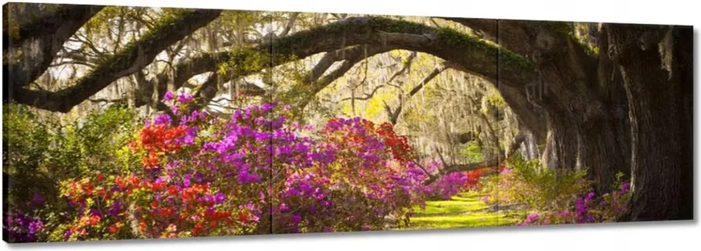 Vászonkép 90x30 Tölgyfa sikátor