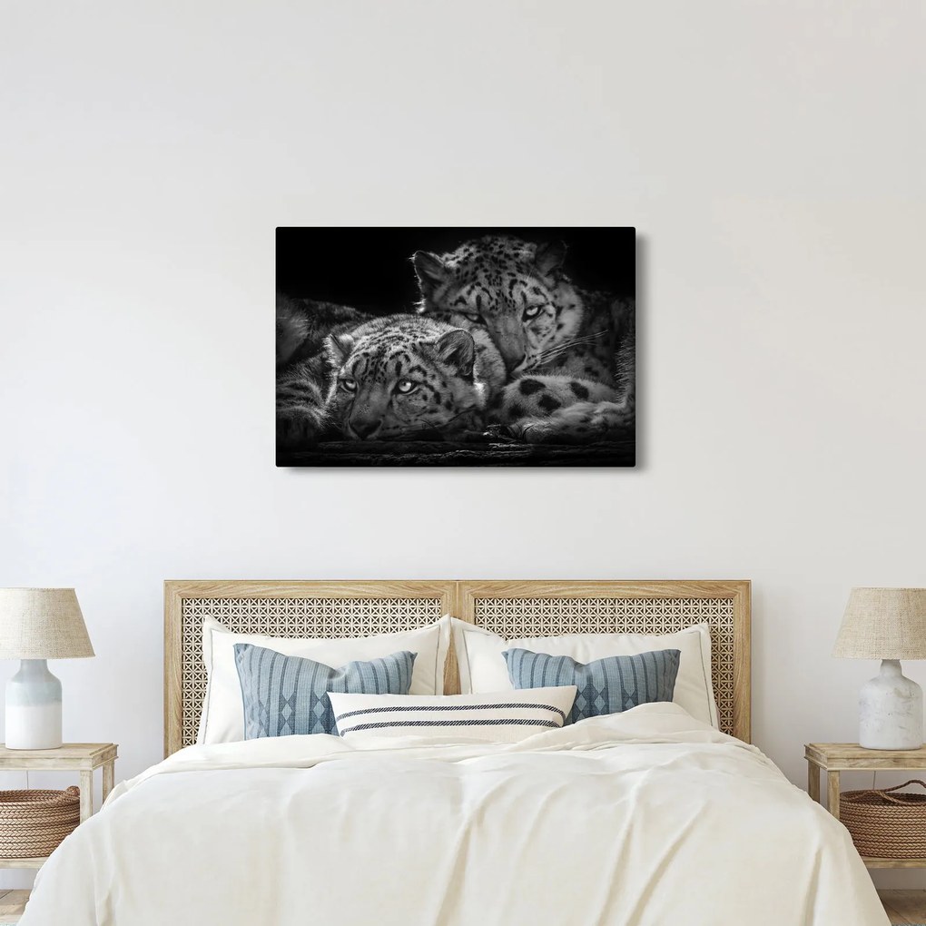 Kép - Pihenő gepárdok (90x60 cm)