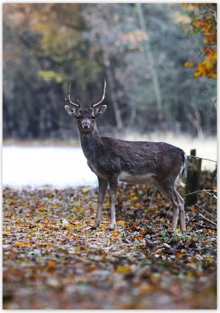 Poszterek 70x100 Szarvas az erdőben Erdő