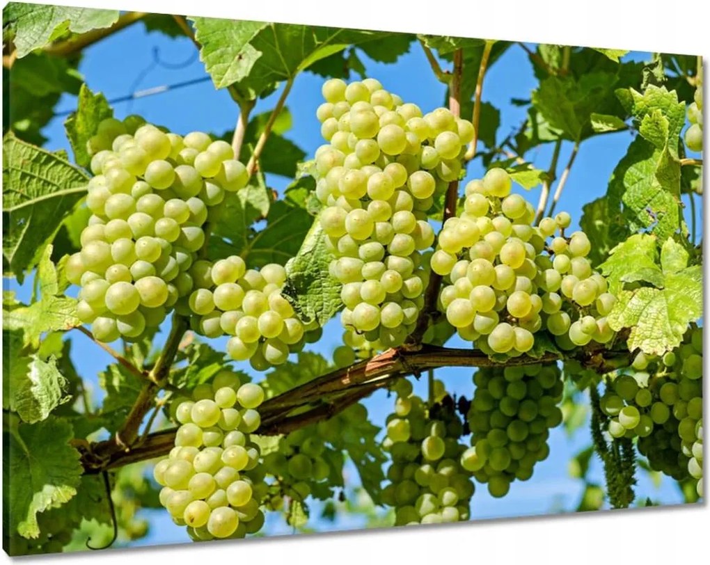 Vászonkép 100x70 Zöld szőlő