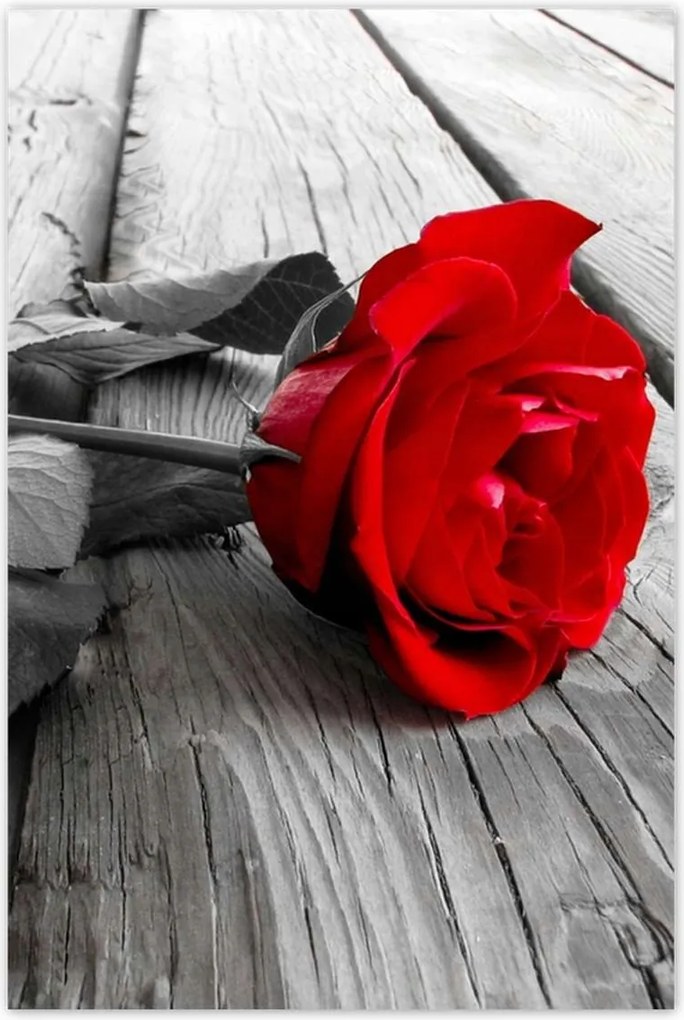 Poszterek 80x120 Rózsa a hídon