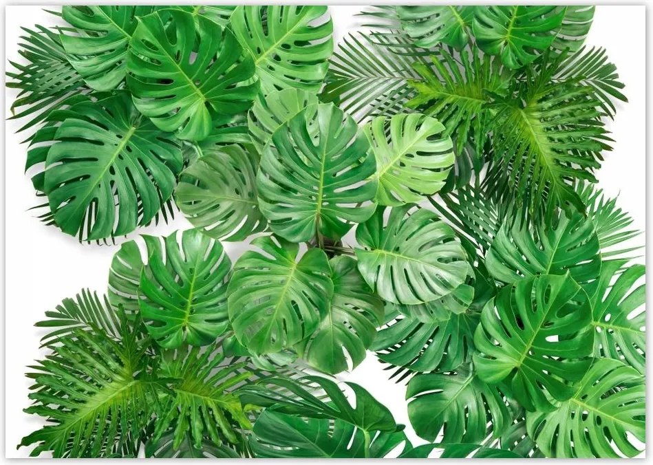 Poszterek A0 Szint Monster lyukas levelek