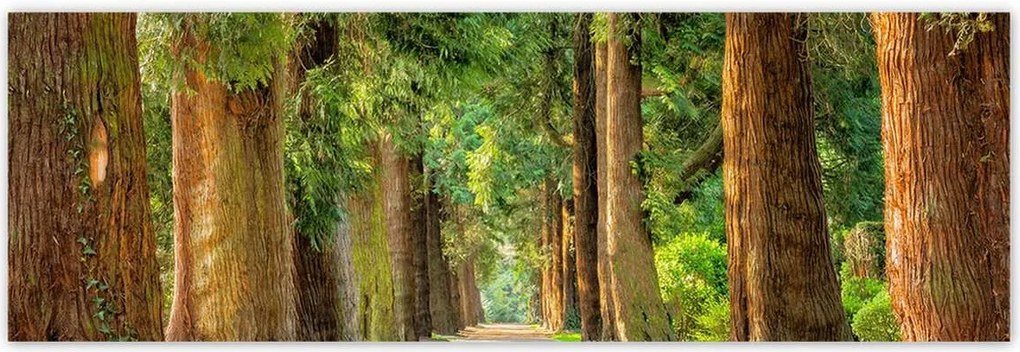 Poszterek 200x66 Út a parkban Fák