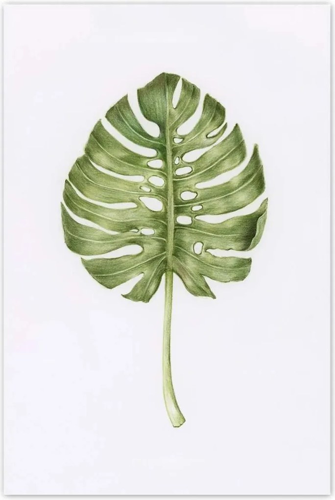 Poszterek 80x120 Monsera levél lyukas