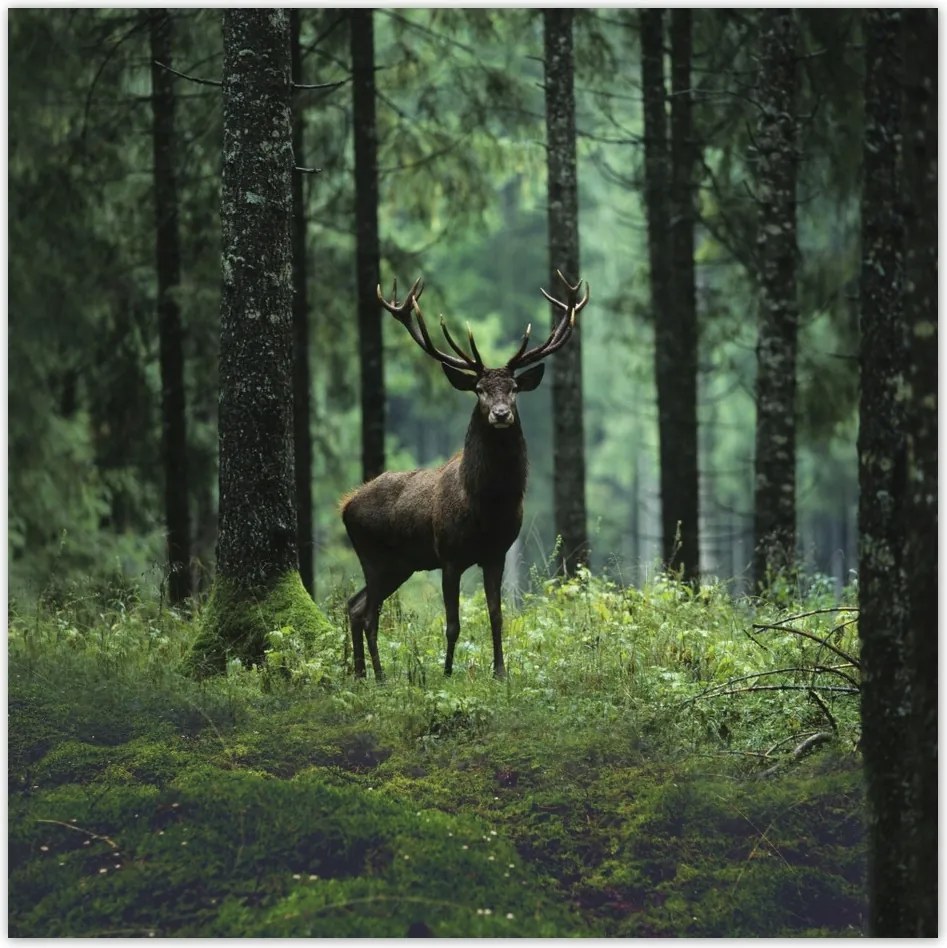 Fotótapéta flizelina 312x312 Szarvas az erdő közepén