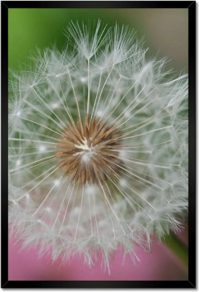 Poszterek keretben 40x60 Pitypang Virág Virágok