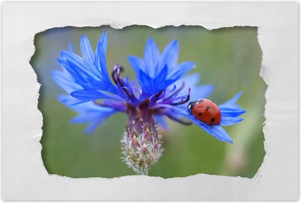 Poszter 60x40 Haber katicabogárral