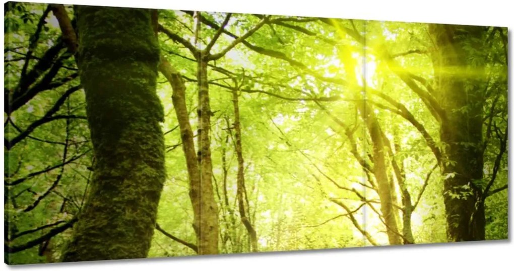Vászonkép 60x30 Varázslatos erdő Tájkép