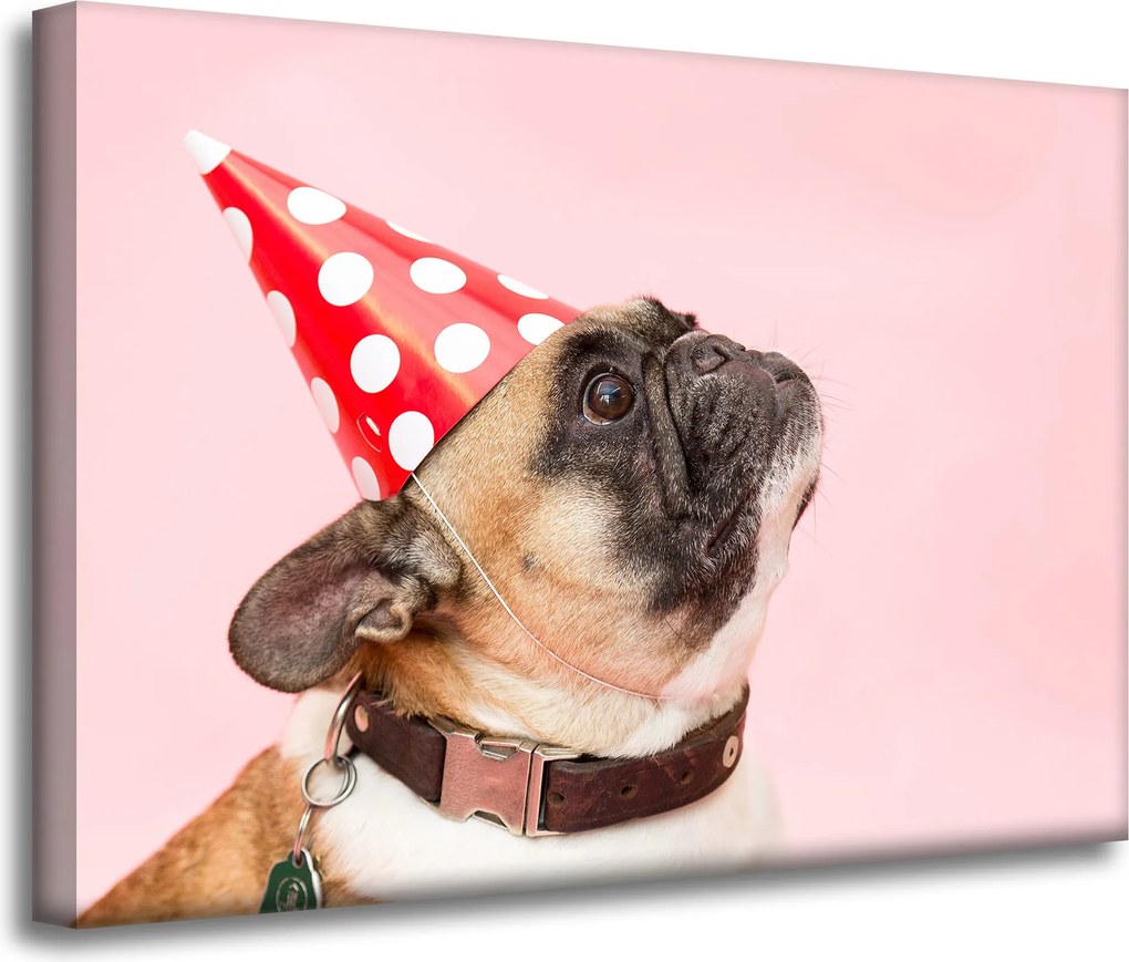 Ifjúsági Vászonkép Mopsz Születésnap Állatok Természet Kutya 70x50