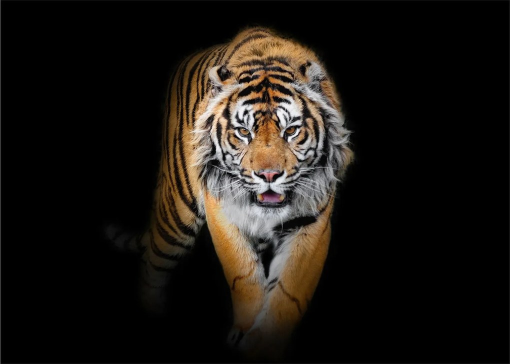 Üveg kép - Tigris (70x50 cm)