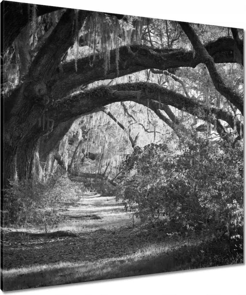 Vászonkép 90x90 Tölgyek a parkban