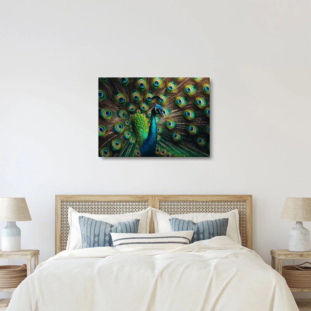 Kép – Pávatoll (70x50 cm)