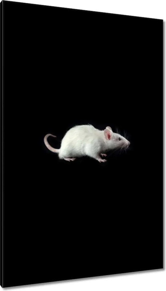 Vászonkép 80x120 Fehér kis egér