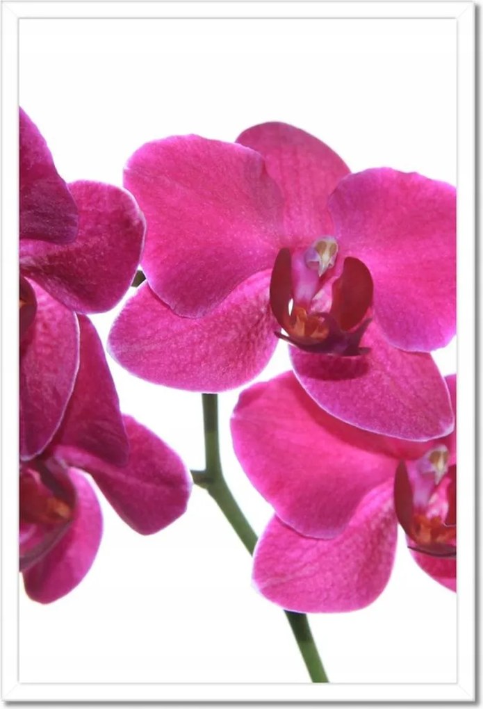 Poszter keretben 40x60 Lila orchidea