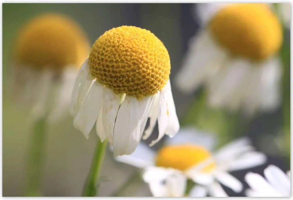 Poszterek 200x135 Kamilla