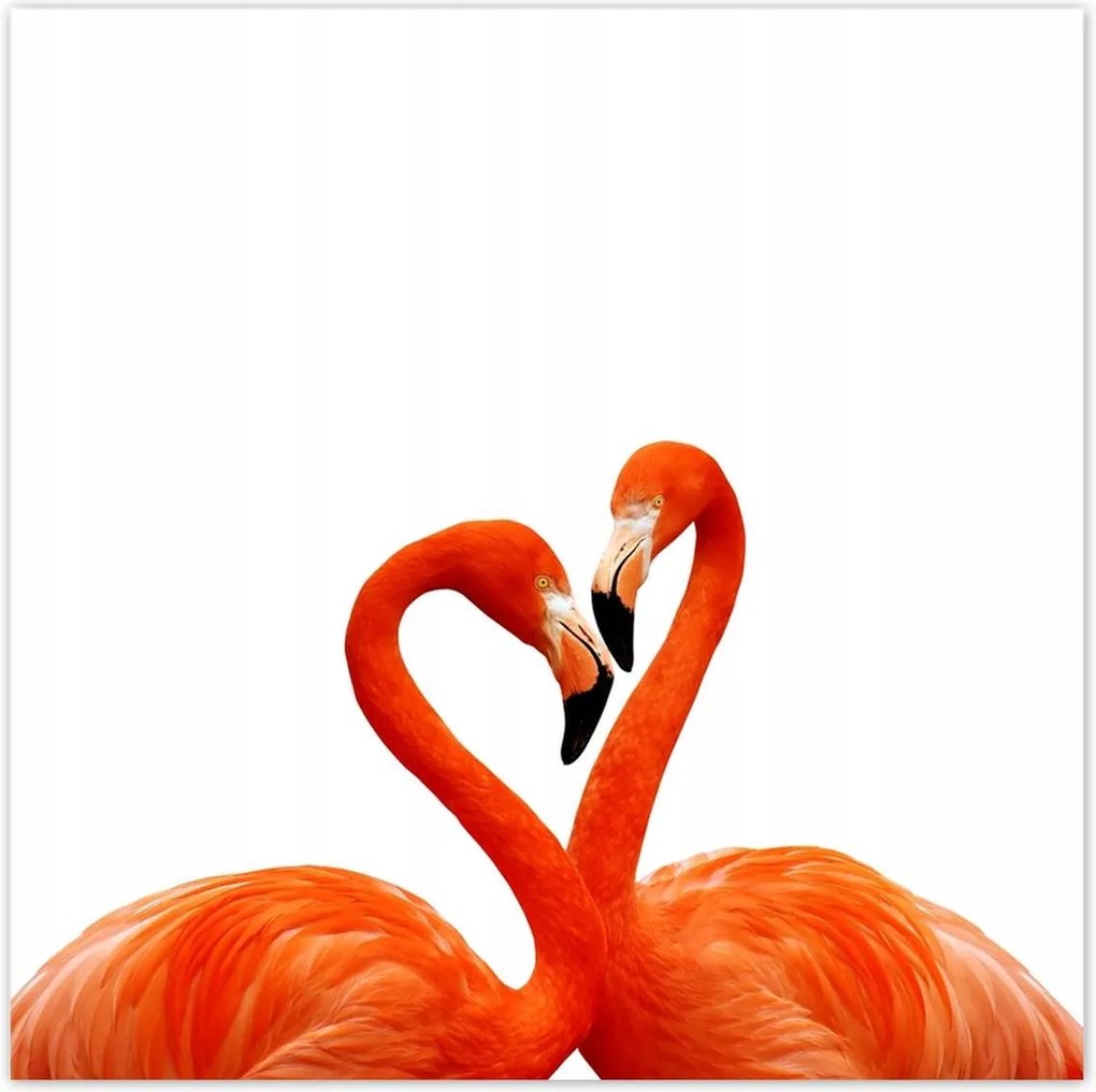 Poszterek 30x30 Szerelmes pelikánok