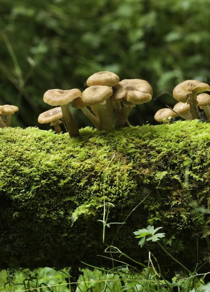 Poszter 39,5x55cm Gomba, Assaf Frank