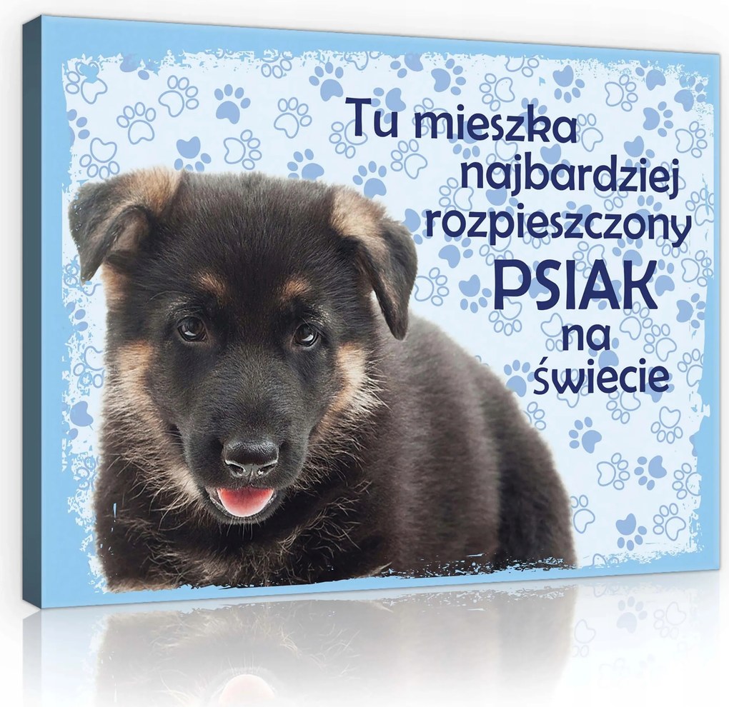 Vászonkép 80x60 Kiskutya német juhász aranyos kisállat állat