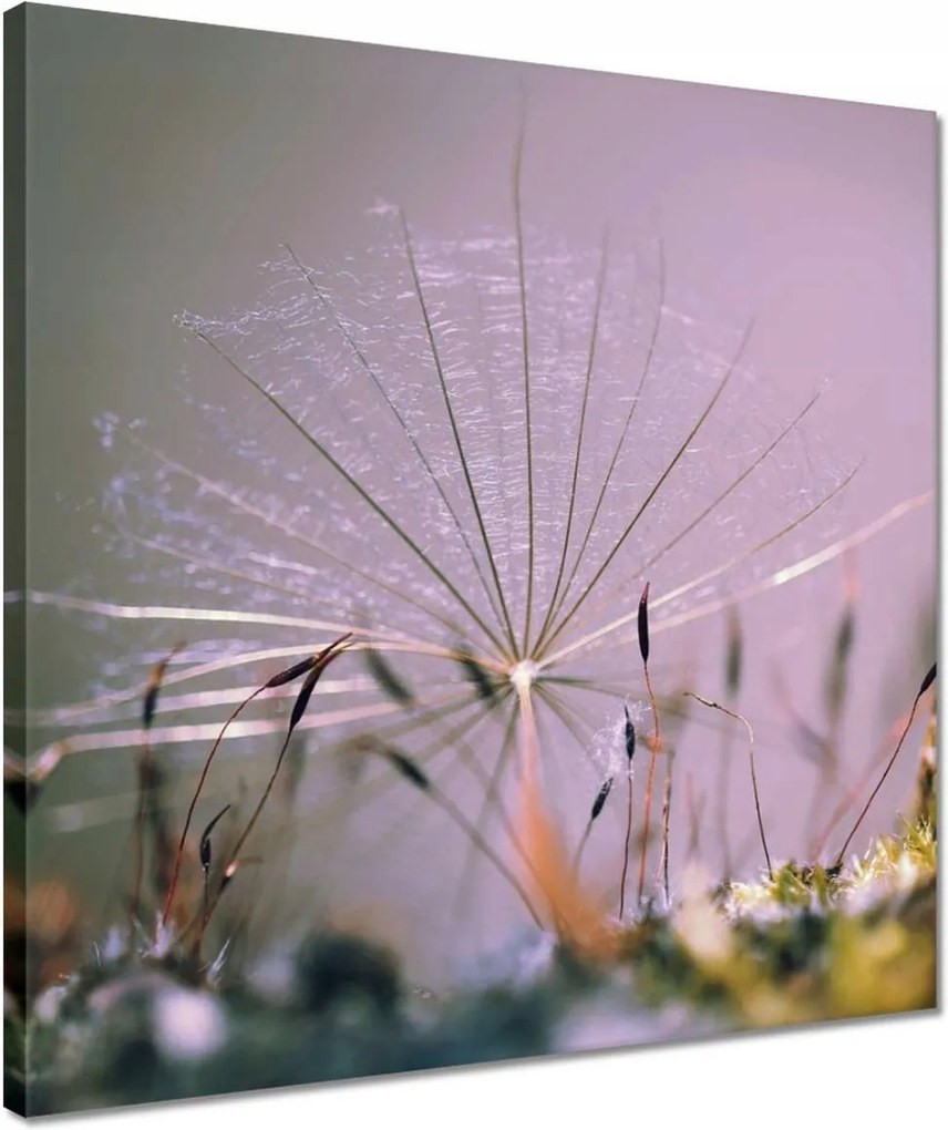 Vászonkép 40x40 Pitypang pitypang