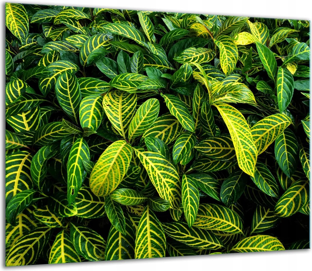 7in1 Üveg Tűzhelyvédő Főzőlap 60x52 Zöld