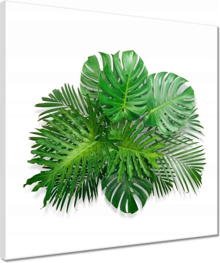 Vászonkép 40x40 Monstera Lyukas levelek